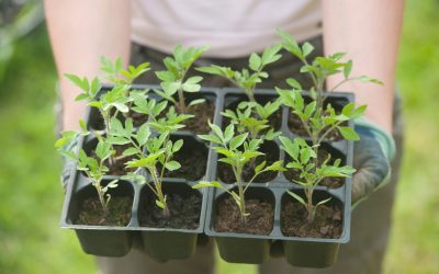 What a Grow Together Shift Looks Like at Thunder Gardens