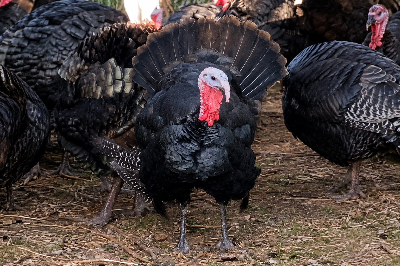 Heritage turkeys at Thunder Gardens